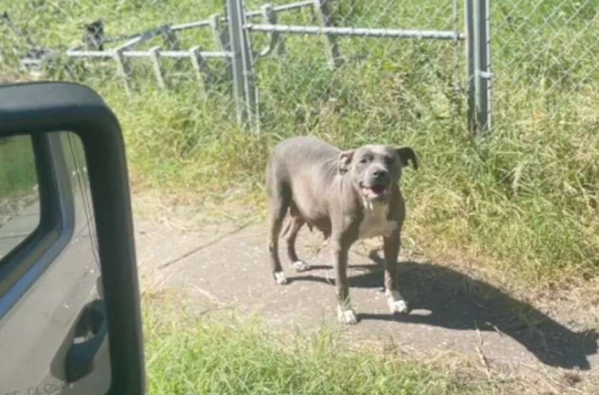  Une femme découvre un chien à l’extérieur d’une maison abandonnée et se rend compte qu’elle n’est pas seule
