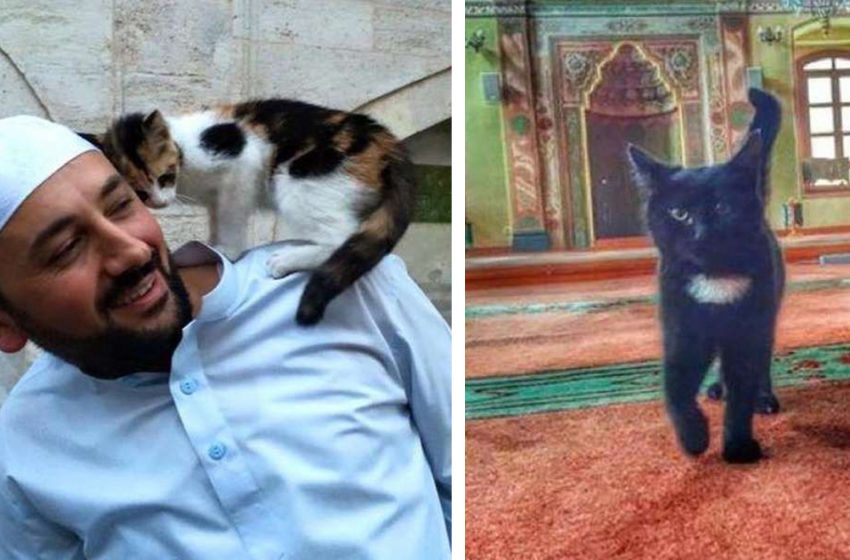  La mosquée comme nouvelle maison pour les chats errants
