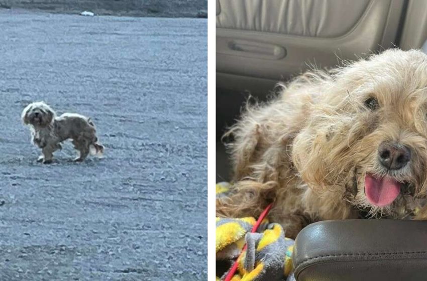  Un chien abandonné qui avait perdu tout espoir a la plus belle des réactions lorsqu’il est enfin sauvé.