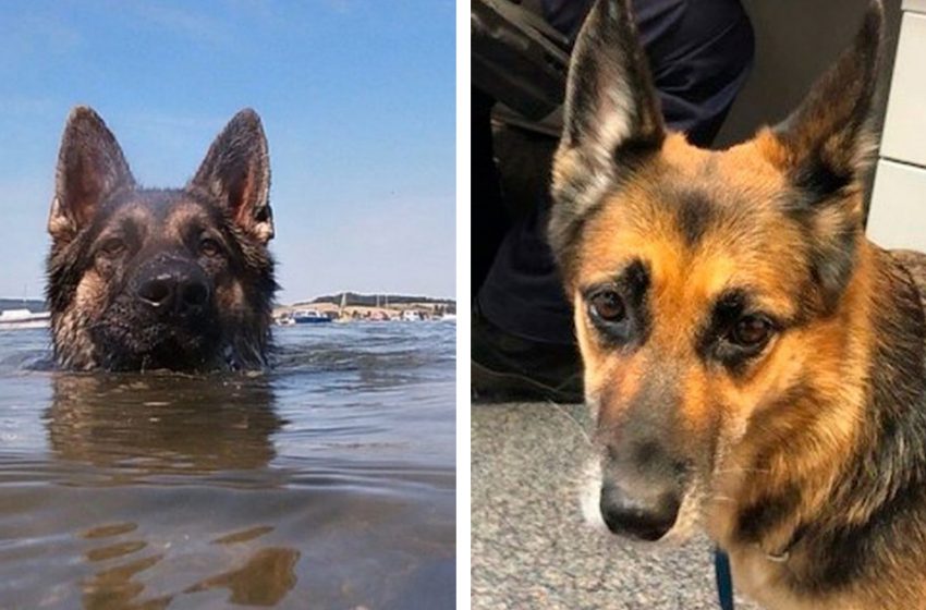  Le chien a nagé jusqu’au rivage pendant des heures pour sauver son maître.