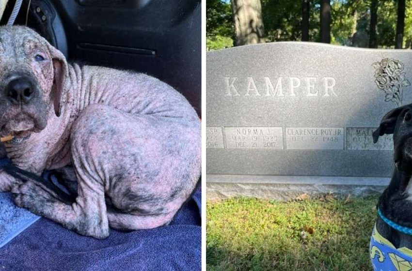  Ce chiot a été sauvé d’un cimetière et a eu la meilleure réaction lorsqu’il a été réuni avec ses sauveurs