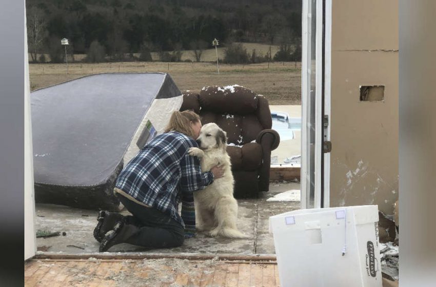  Un chien a retrouvé sa famille après qu’une tornade a soudainement détruit leur maison