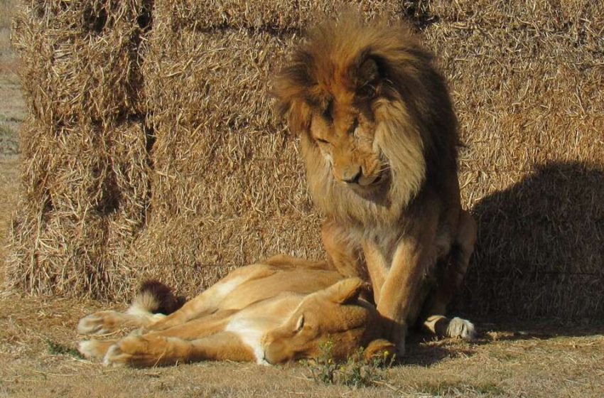  Le mari lion reste aux côtés de sa femme malade jusqu’à la fin