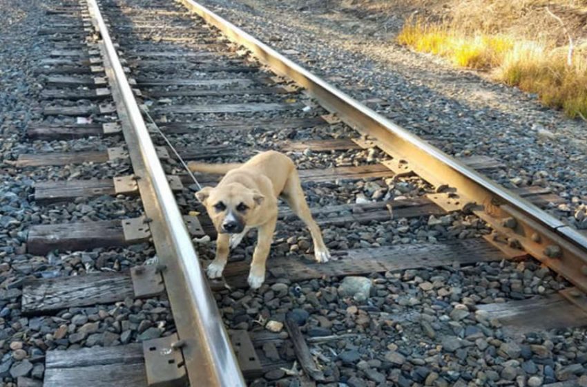  Un homme trouve un chiot attaché à une voie ferrée tout seul