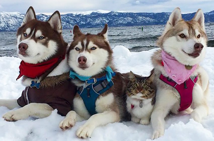  3 Huskies deviennent les meilleurs amis d’un chat après l’avoir sauvé de la mort