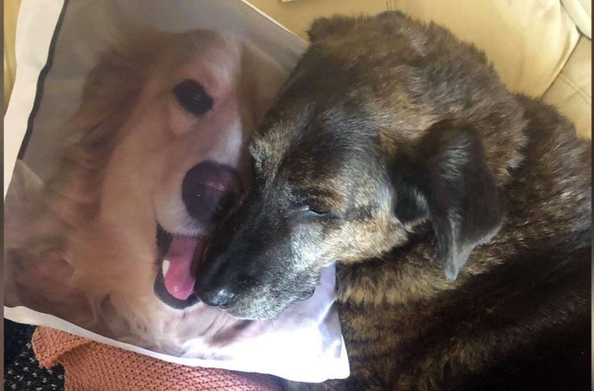 Un chien en deuil n’arrête pas de câliner l’oreiller de son frère décédé