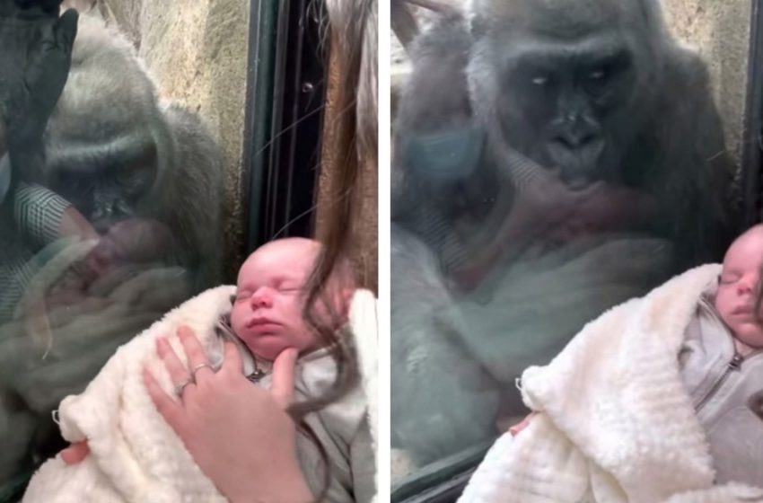  Le gorille animal unique et intéressant amène son bébé à rencontrer maman et nouveau-né dans des images adorables