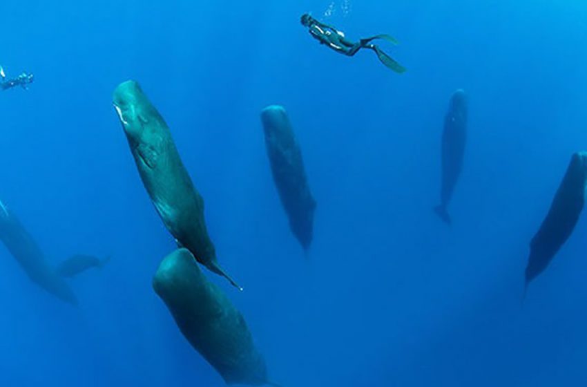  Un photographe talentueux capture la vue rare de dix cachalots de 40 pieds dormant verticalement