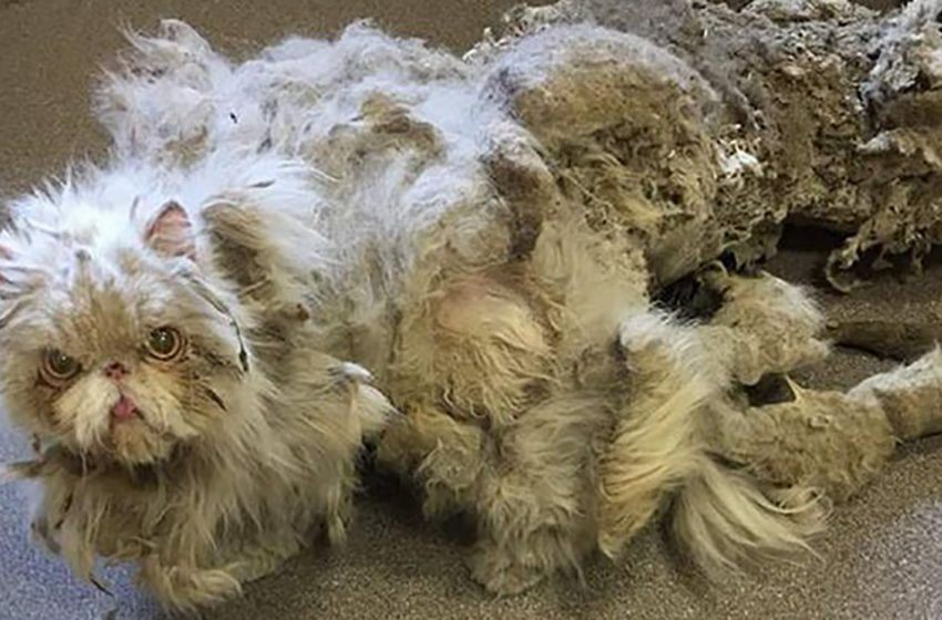  Un chat couvert de fourrure emmêlée semble traîner un tapis jusqu’à ce qu’il soit complètement rasé
