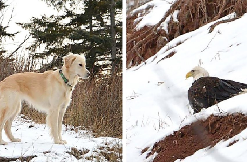  Un noble chien suit son instinct et ne s’arrête que lorsqu’il sauve la vie d’un aigle blessé