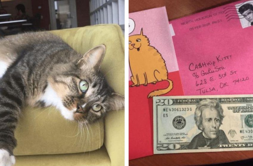  Ce chat de sauvetage vole de l’argent à des étrangers et tout revient aux sans-abri