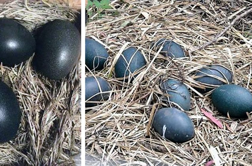  Le fermier était curieux de savoir ce qui sortirait des œufs noirs, le résultat était surprenant