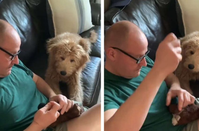  Un chien inquiet regarde son père effectuer une “opération vitale” sur son jouet préféré