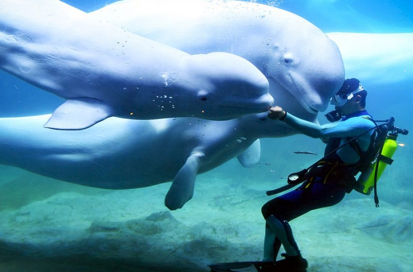  Regardez comment une baleine blanche sauve un plongeur en train de se noyer