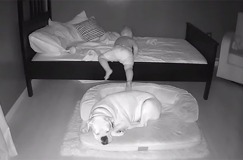  Une jolie vidéo montre comment un garçon de 2 ans sort du lit au milieu de la nuit pour se blottir avec son chien