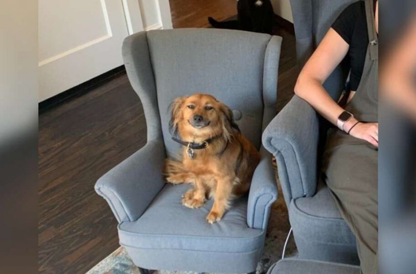  Après avoir reçu une chaise qui correspond à celle de sa mère, ce chien ne peut s’empêcher de sourire