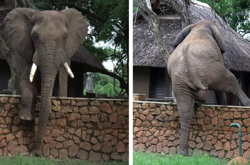  Un éléphant amusant est capturé en train de monter un mur de 1,5 m pour voler des mangues