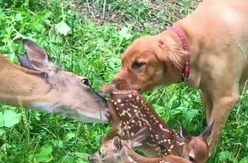  Une maman cerf est apparue à la porte de sa famille pour montrer ses bébés à son meilleur ami le chien
