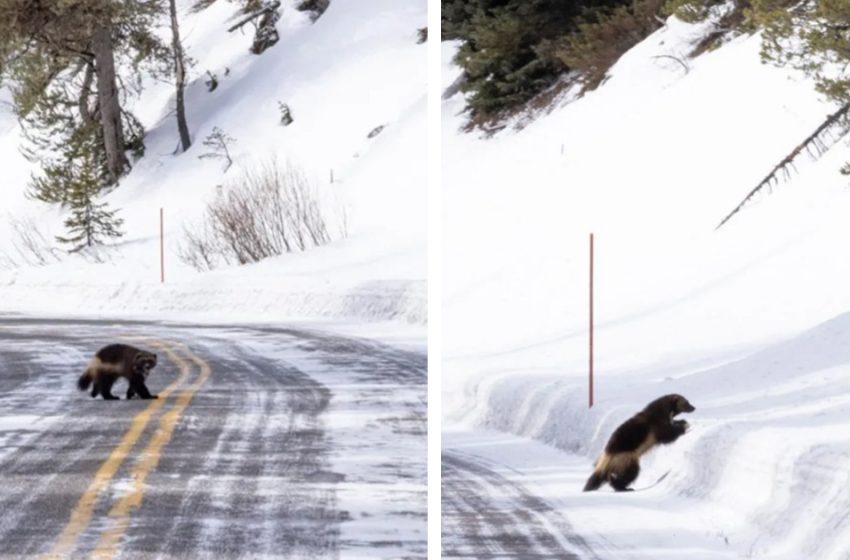  Des touristes du Yellowstone se retrouvent face à face avec l’animal le plus rare du parc