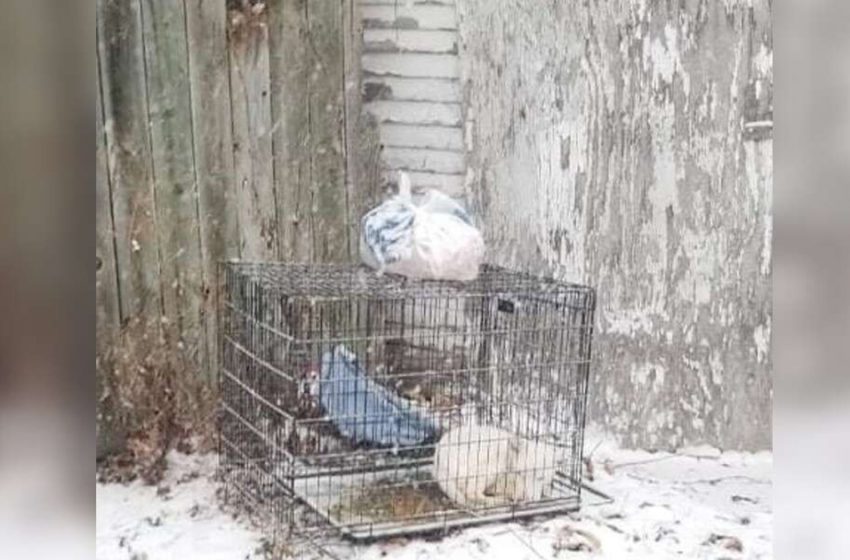  Un chien abandonné dans un froid glacial se transforme complètement après avoir été sauvé