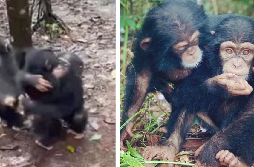  Des chimpanzés secourus font un câlin à un nouvel orphelin à son arrivée au sanctuaire