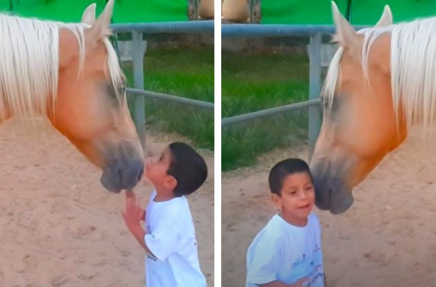  Un gentil cheval géant trouve toujours le temps de jouer avec un garçon ayant des besoins particuliers