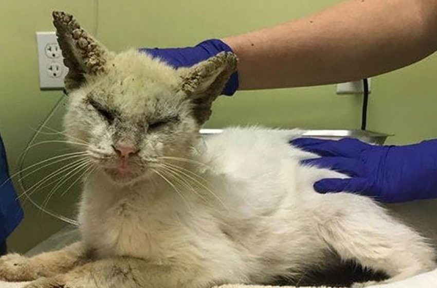  Un chat qui était proche de la mort est maintenant en bonne santé et a fait une transformation étonnante