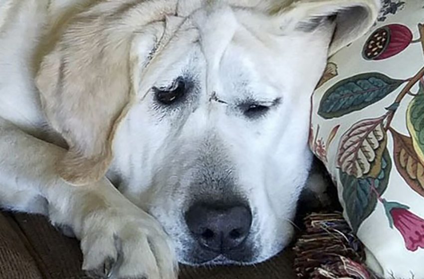  Un chien au cœur brisé, abandonné à cause de son visage, est adopté, et la différence qu’il fait est incroyable