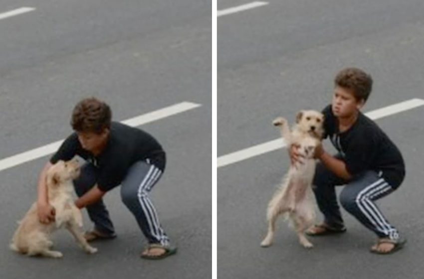  Un garçon de 11 ans arrête la circulation pour sauver un chien blessé et heurté par une voiture