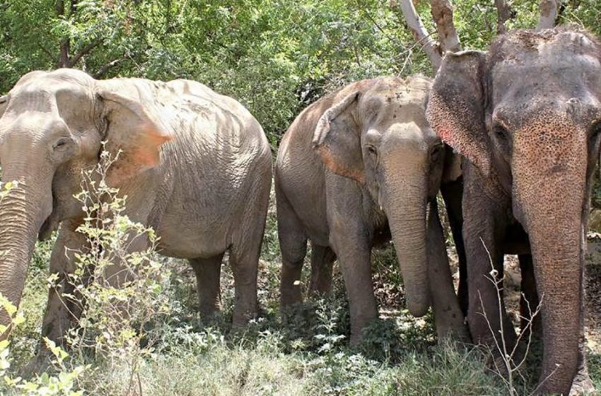  Un éléphant de cirque captif depuis 53 ans retrouve ses sœurs avec joie