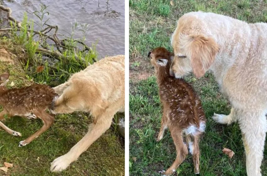  Un chien d’assistance sauve un bébé cerf de la noyade et revient le lendemain pour lui dire merci