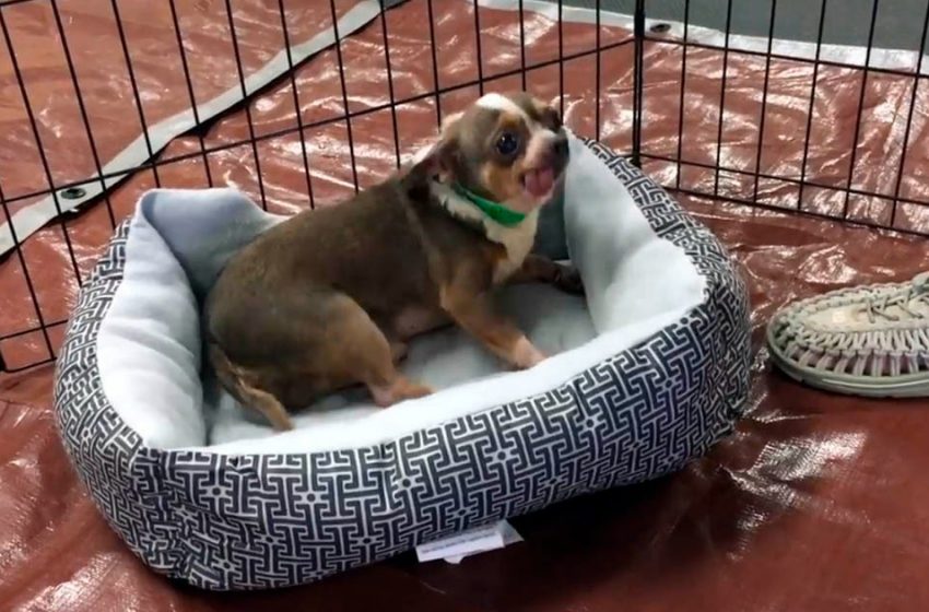  Ce chien sauvé d’une usine à chiots n’arrive pas à croire qu’il vient d’avoir son premier lit