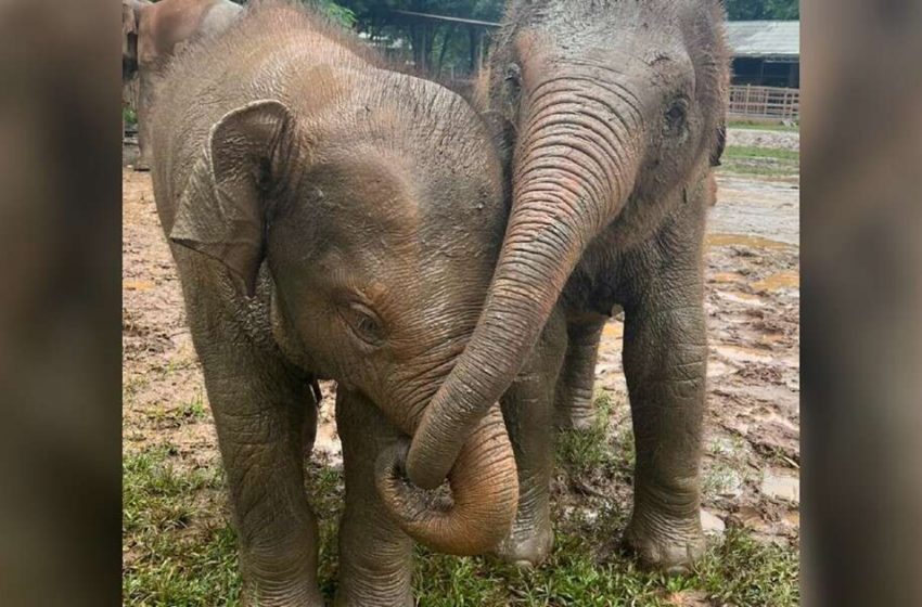  Un Éléphant de sauvetage pour bébé court réconforter un nouvel ami avec un câlin