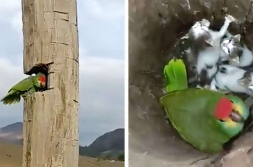  Un homme jette un coup d’œil dans le nid d’un perroquet et y trouve une famille improbable