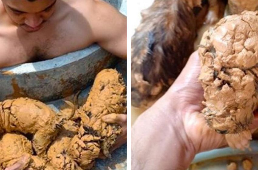  Un homme a sauvé cinq petits animaux de la boue et n’a pas immédiatement réalisé de qui il s’agissait