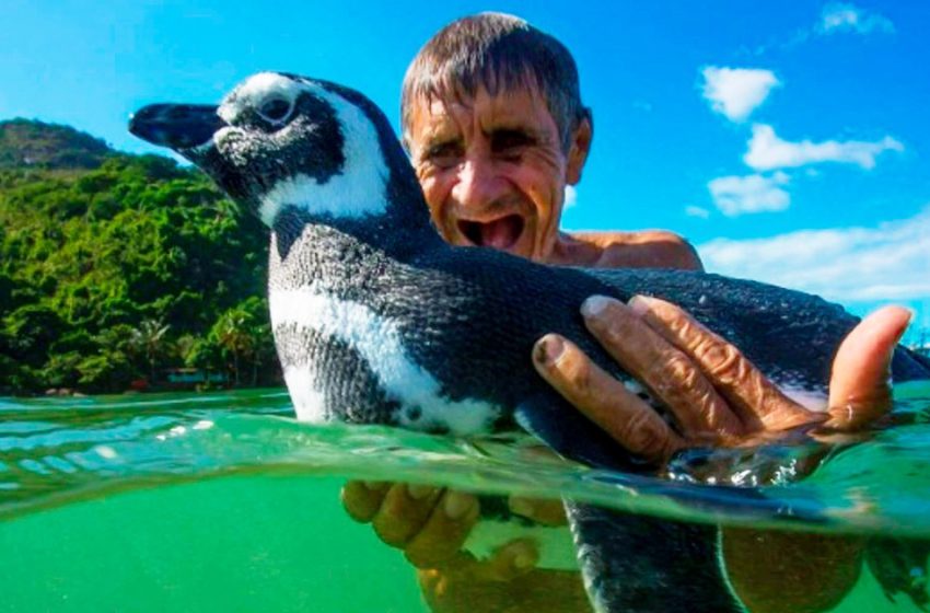  Un pingouin nage 8000 km chaque année pour rendre visite à l’homme qui lui a sauvé la vie