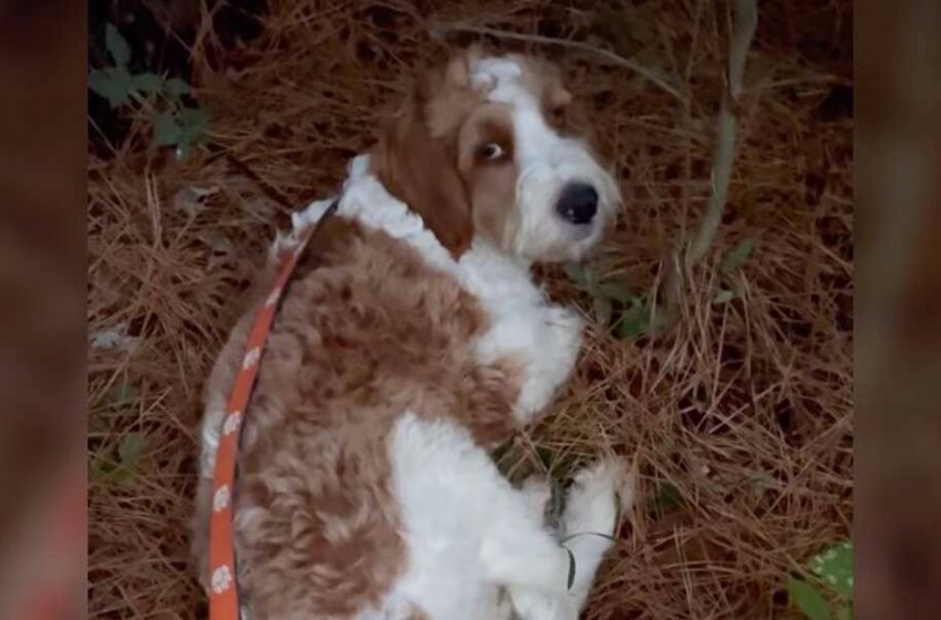  Les sauveteurs ont trouvé un chien solitaire dans les bois, qui utilisait des aiguilles de pin pour un lit