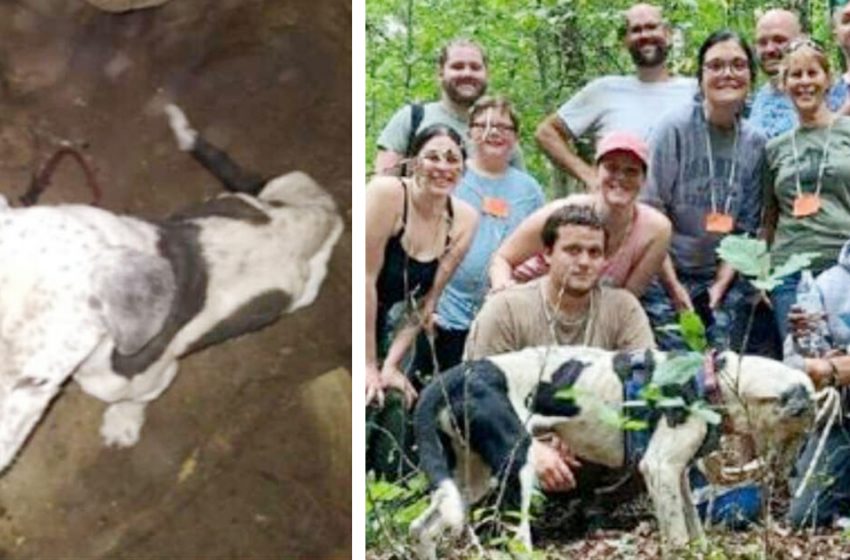  Les explorateurs de grottes trouvent un chien piégé dans un puits de 30 mètres et descendent pour lui sauver la vie