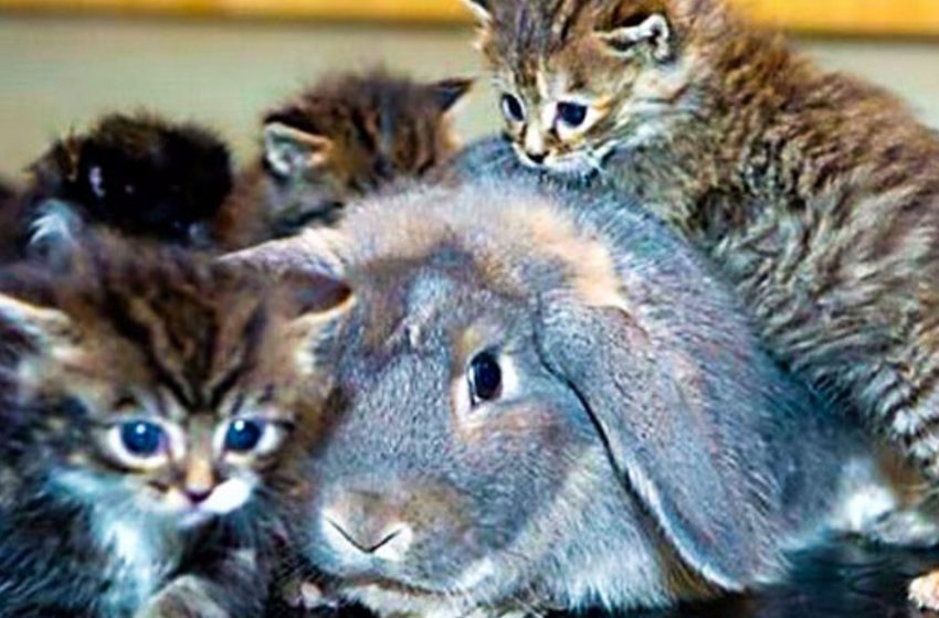  Une lapine a recueilli ses chatons nouveau-nés, les a soignés et a remplacé leur mère