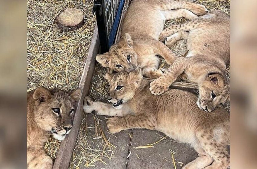  Des bébés lions échappent à la guerre en Ukraine et trouvent un foyer dans le Minnesota