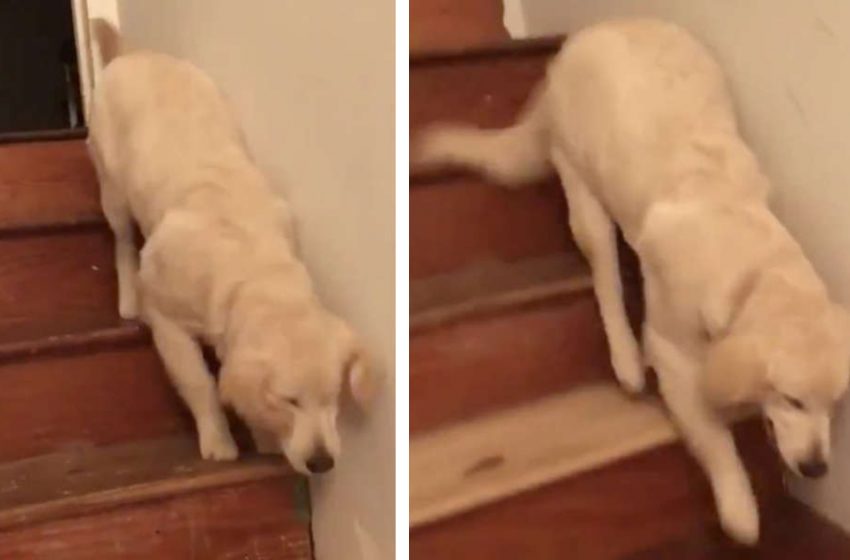  Un chiot apprend à descendre les escaliers en sautant comme son frère à trois pattes