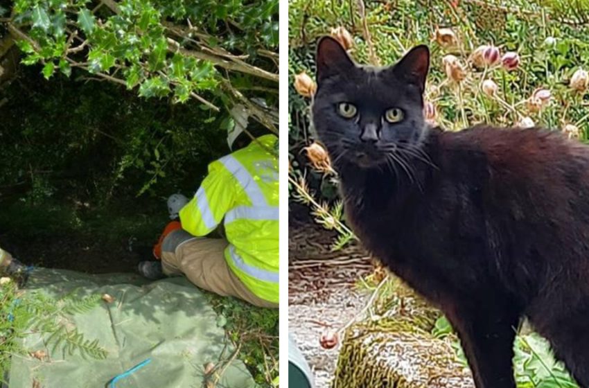  Le miaulement d’un chat conduit la police à la disparition d’une femme de 83 ans tombée dans un ravin