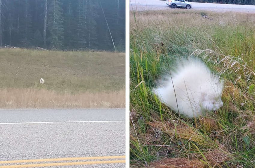  Une femme fait une découverte rare après avoir repéré un “rocher” blanc sur le bord de la route