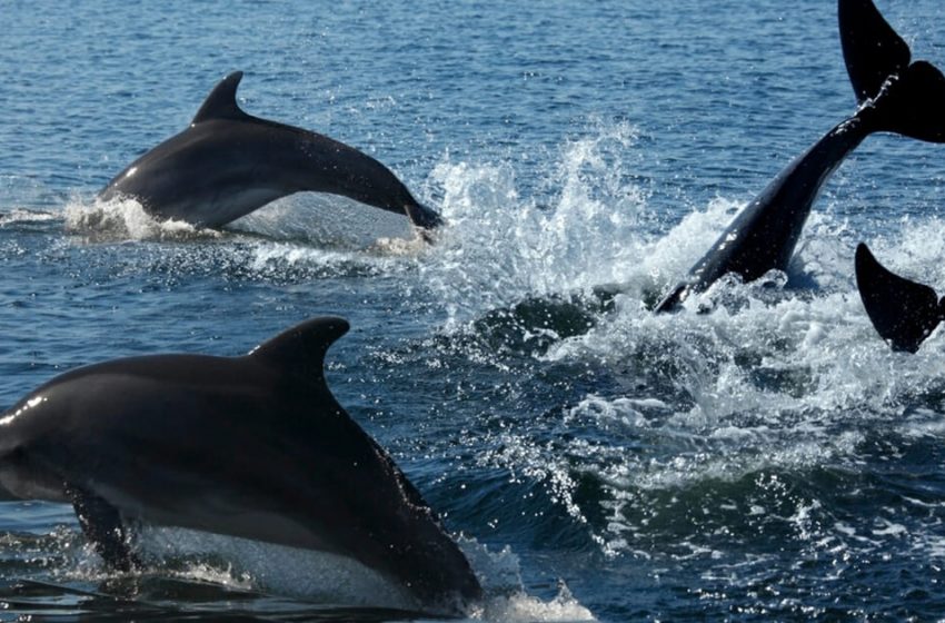  Un groupe de dauphins signale à l’équipe de sauvetage un nageur perdu en mer