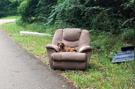 Un chiot abandonné avec une chaise et une télévision pensait que son propriétaire reviendrait le chercher