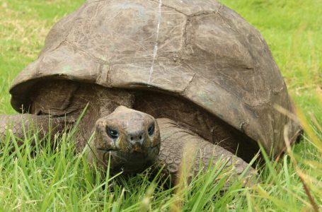 Jonathan, la plus vieille tortue et le plus vieux mammifère terrestre vivant, fête son 190e anniversaire