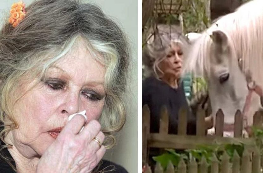  Longtemps exclue par sa famille, à l’âge de 88 ans, Brigitte Bardot trouve du réconfort auprès de ses animaux dans sa demeure de Saint-Tropez et se prépare à son propre décès.