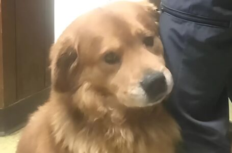 Side, Joka Ei Antanut Periksi: Koira Kietoutui Miehen Jalkaan ja Muutti Kumpaisenkin Elämän!
