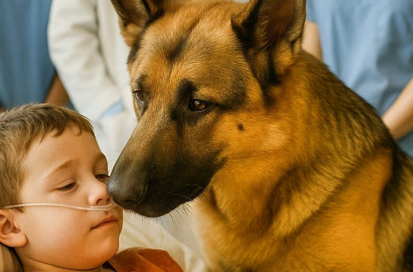  Uskollinen koira ryntäsi pelastamaan pojan juuri ennen leikkausta. Tarina uskomattomasta ihmeestä, joka tapahtui pienessä perheessä.